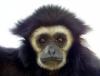 gibbon