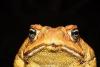 Mr Toad
