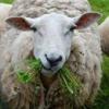 Chewing Grass